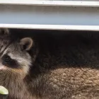 アライグマ